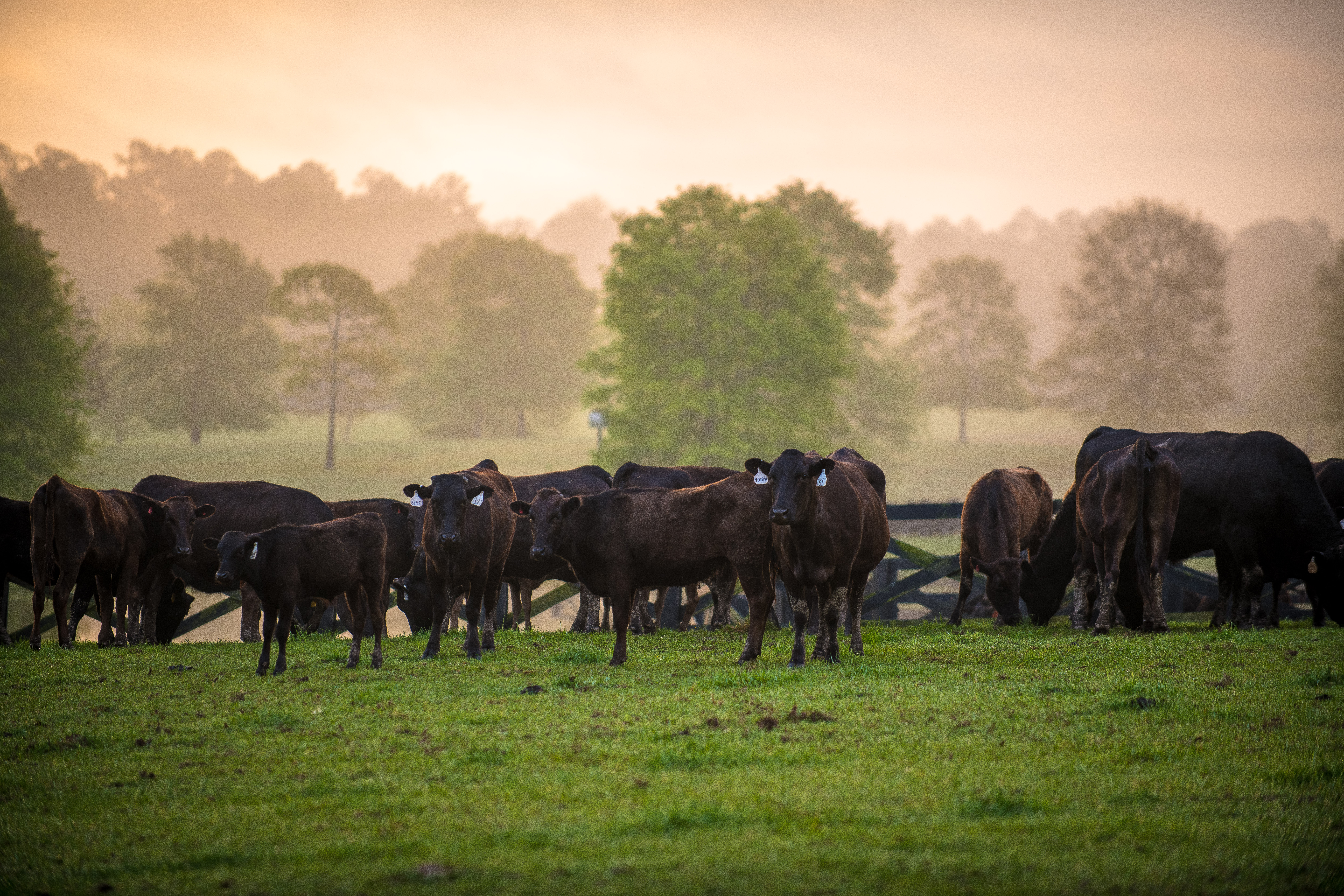 stonecreekcattle2018-385 stonecreekcattle2018-385